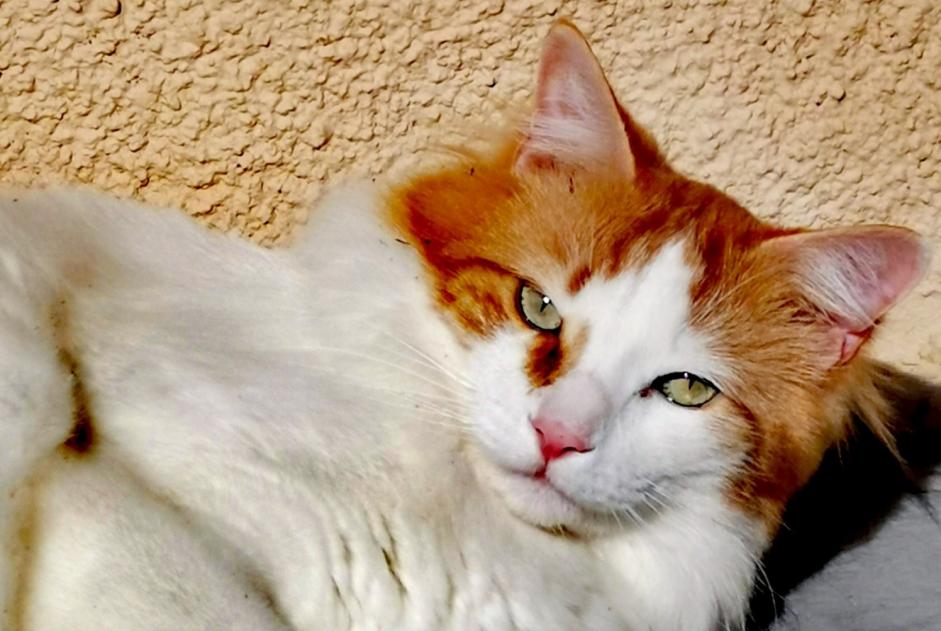 Alerta de Desaparición Gato cruce Macho , 5 años Chaville Francia