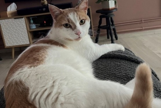 Alerta de Desaparición Gato  Macho , 4 años Quesnoy-sur-Deûle Francia