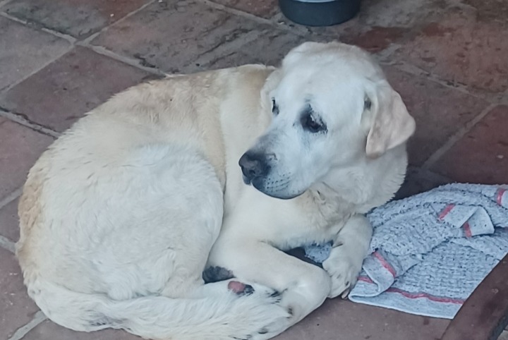 Alerta de Hallazgo Perro  Macho Fontenilles Francia