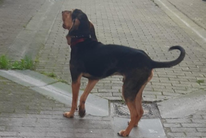 Alerta de Hallazgo Perro Desconocido Lille Francia