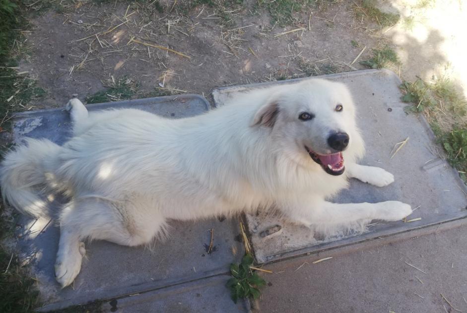 Avviso scomparsa Cane  Maschio , 6 anni Bergerac Francia