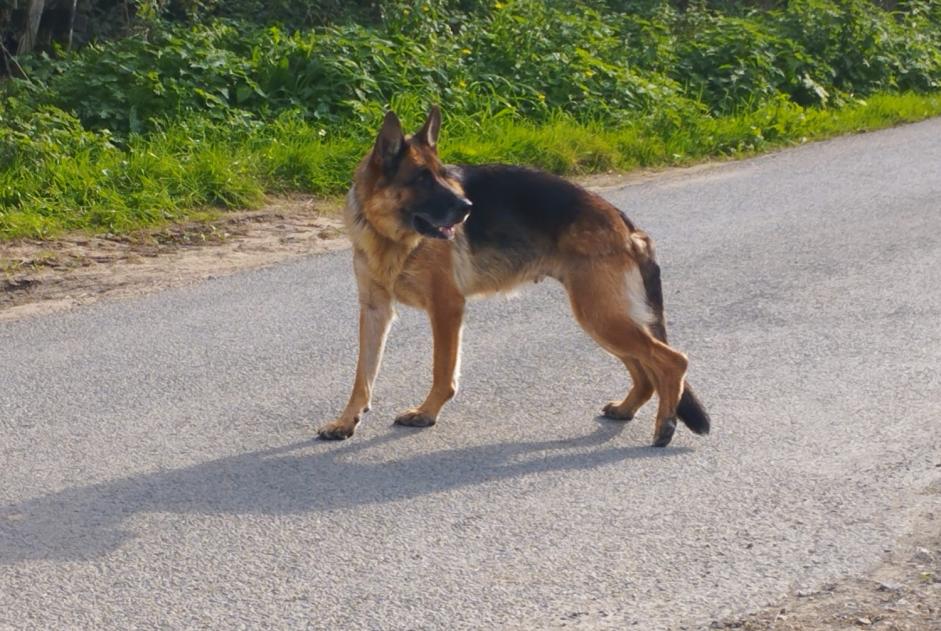 Avviso Ritrovamento Cane  Non conosciuta Sainte-Cécile Francia