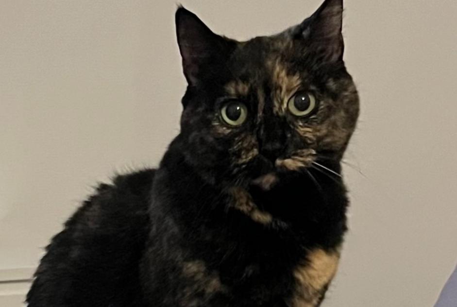 Avviso scomparsa Gatto Femmina , 14 anni Le Perrier Francia